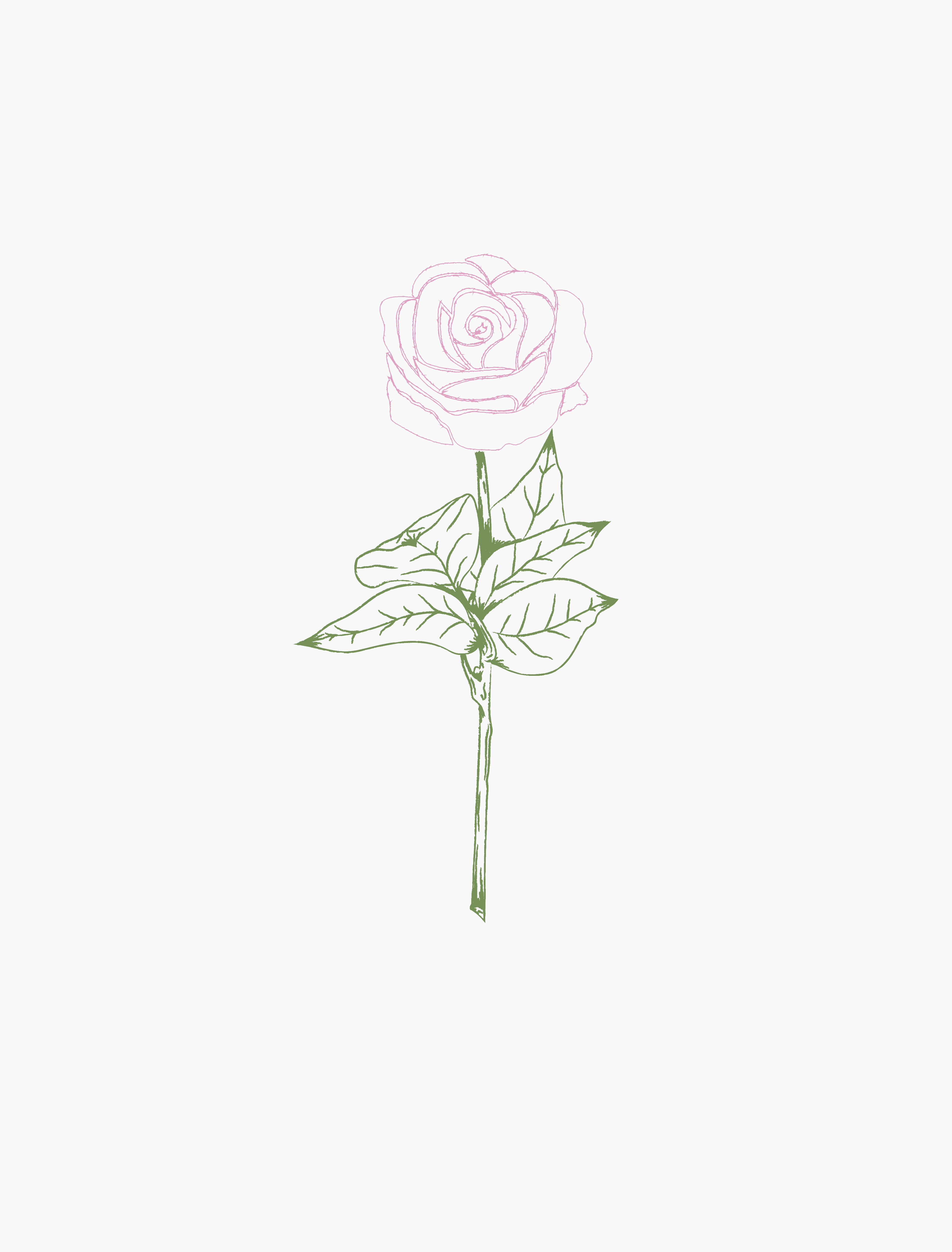 Rose Pure White